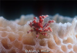 A really small red crab..... Nikonos RS 50mm macro and 2 ... by Alan G. Miller 